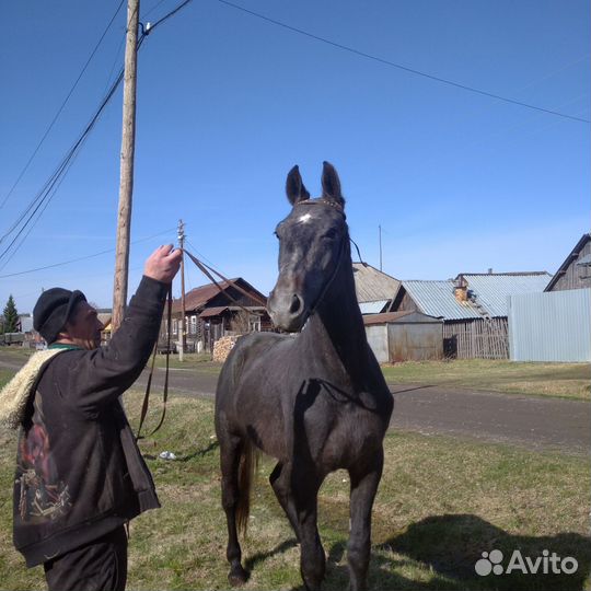 Жеребец орловский рысак