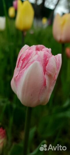 Луковицы тюльпанов