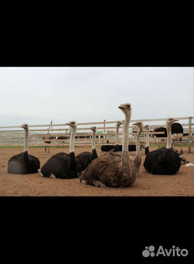 Тур Страусиная ферма и Таратау