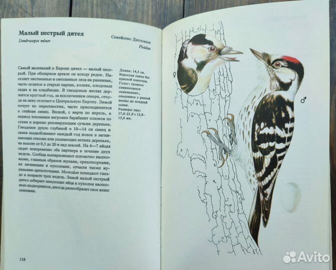 Книга про птиц