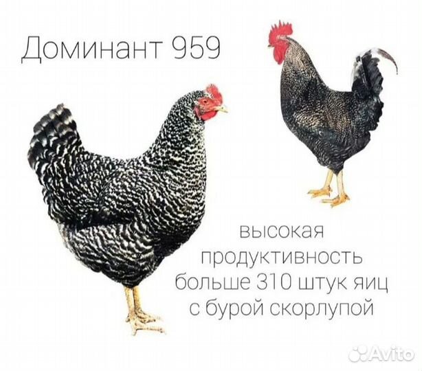 Цыплята доминант крапчатый и домашние,вывод 02.05