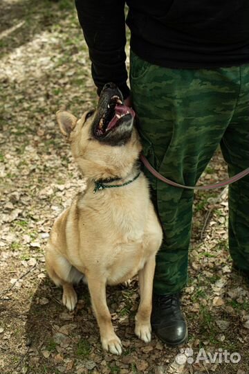 Потрясающий пёс из приюта