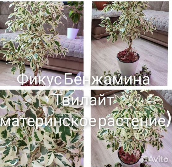 Комнатные растения.Фикус Бенджамина Твилайт