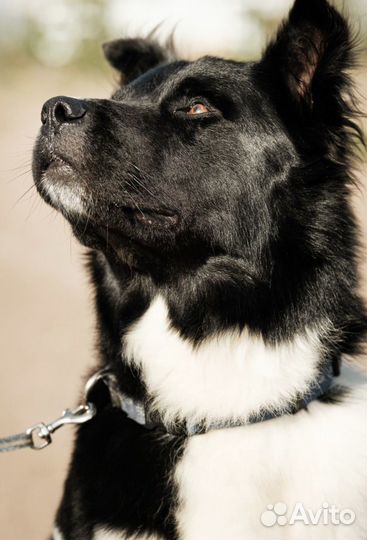 Собака Северус Снейп