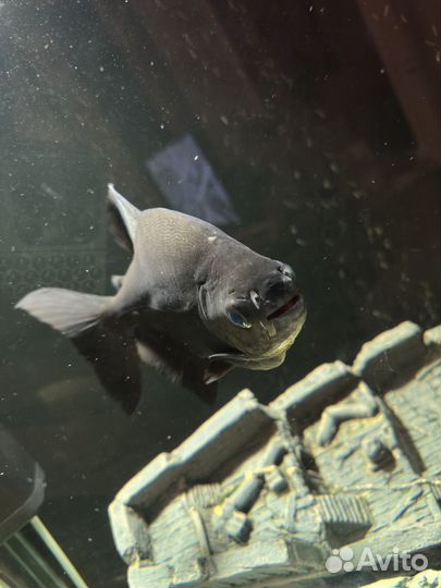 Аквариумные рыбки