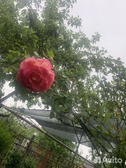 Роза плетистая