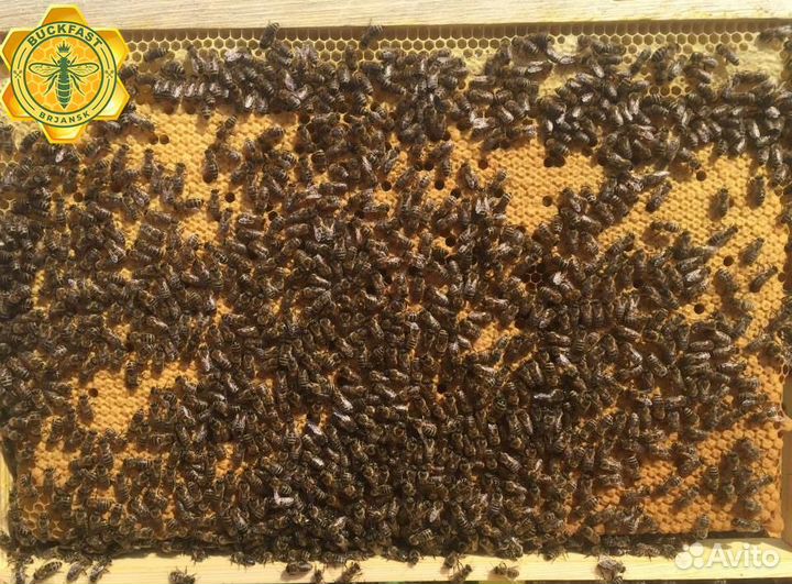 Пчелопакеты