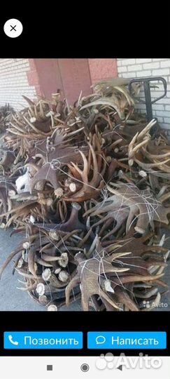 Рога Лось и Олень Весом