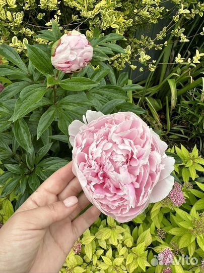 Корни пиона