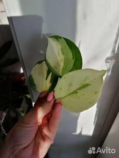 Эпипремнум хеппи лиф