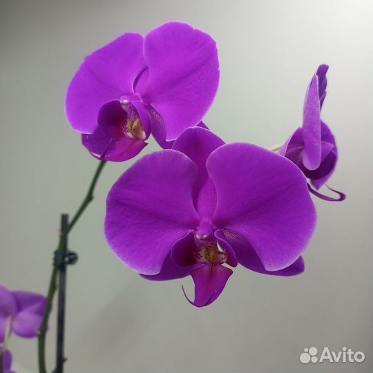 Сортовые орхидеи