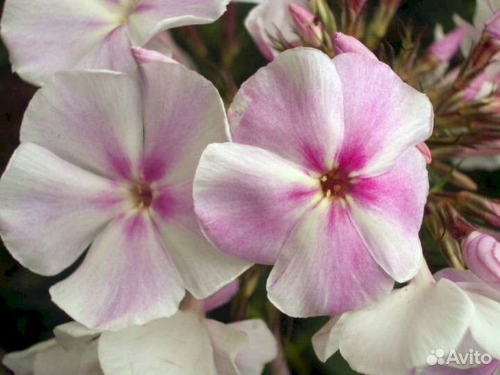 Флоксы Зефир