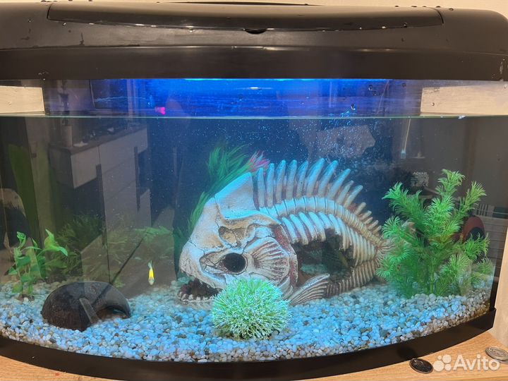 Аквариум с рыбками
