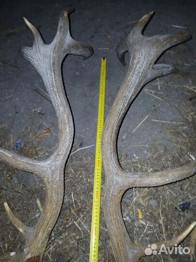 Рога оленя