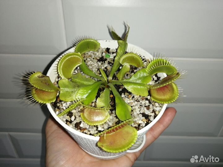 Венерина мухоловка (дионея) в постоянном горшке