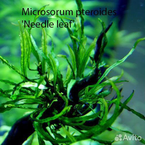 Аквариумные растения