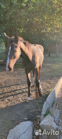 Жеребчик и молодая кобылка