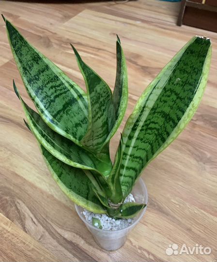 Сансевиерия