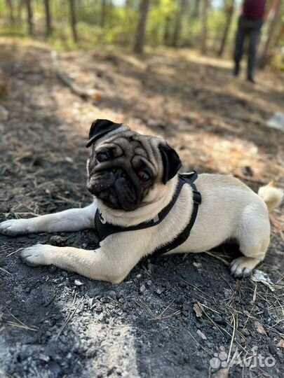 Мопс вязка мальчик