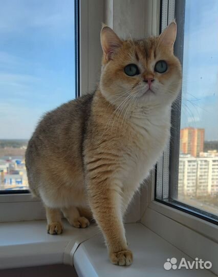 Британский кот вязка