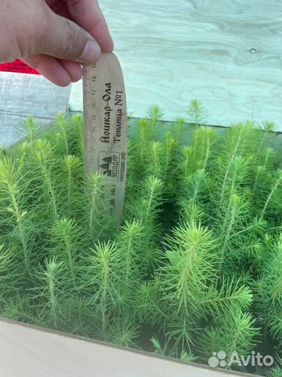 Саженцы сосны зкс