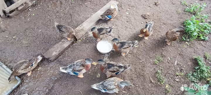 Подсадные утки