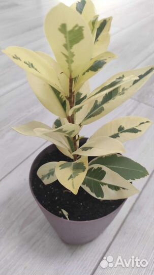 Фикус микрокарпа альбомаргината (фикус Альба)