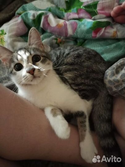 Котёнок в добрые руки