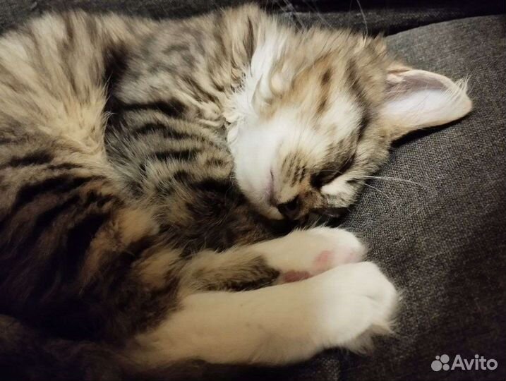 Отдадим кошечку в добрые руки