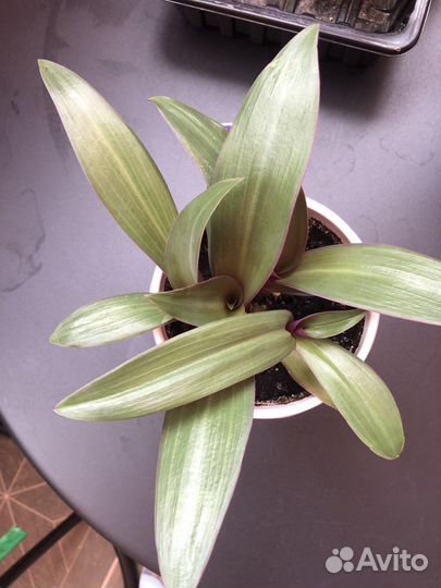 Традесканция, колеус, бальзамин, рео - обмен