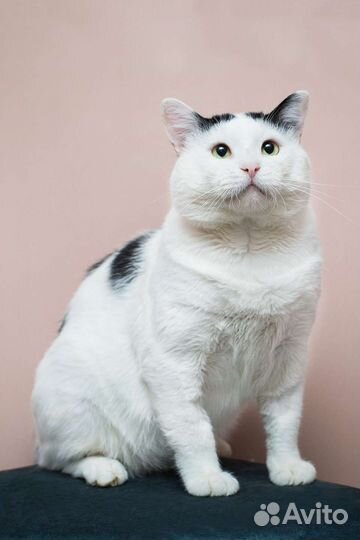 Кот Улыбака. Мужчина в самом расцвете сил