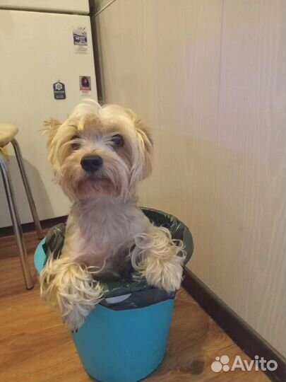 Передержка животных