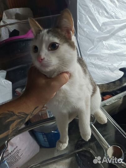 Отдам кота в добрые руки