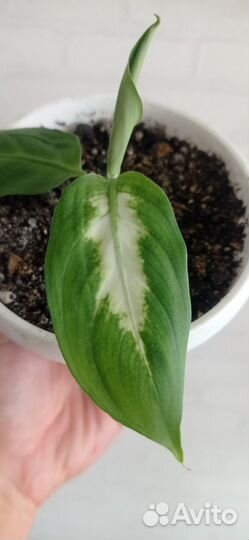 Дифенбахия в горшке 0.4 л