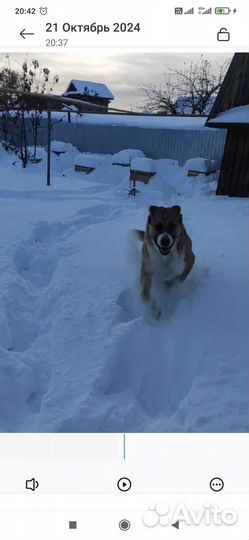 Аборигенная кавказская овчарка (ако)