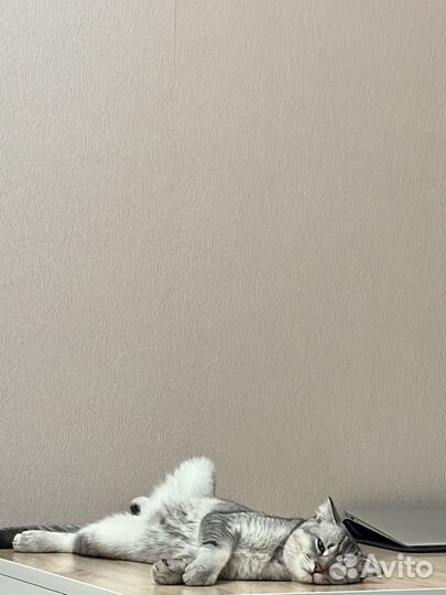 Британский кот Вязка