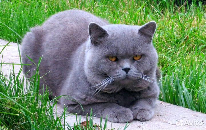Продаются котята
