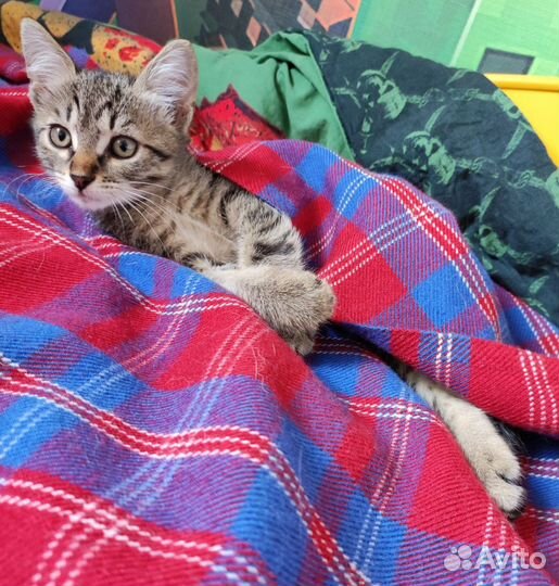 Котенок в добрые руки