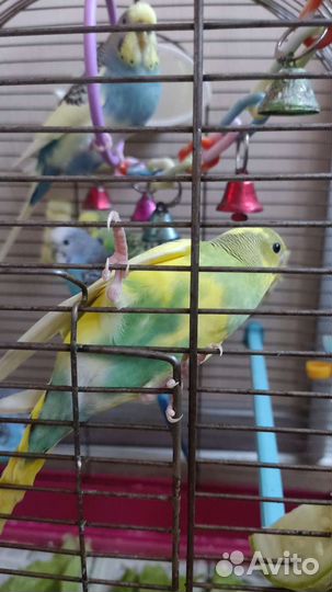 Волнистый попугай