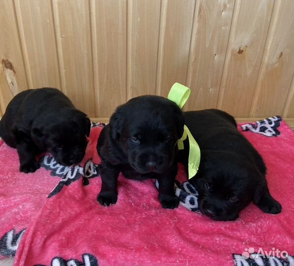 Щенки лабрадора