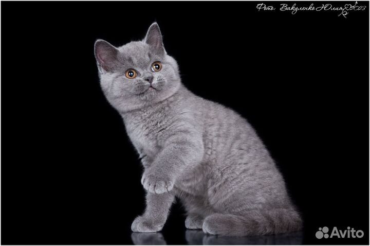 Британский котенок