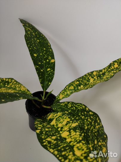 Кротон аукуболистный. Комнатный цветок