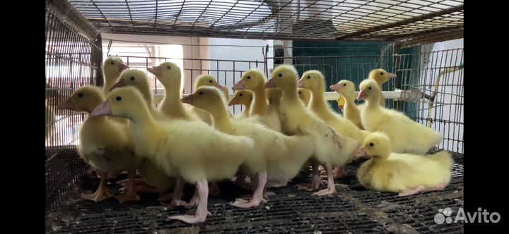 Гусята подрощенные