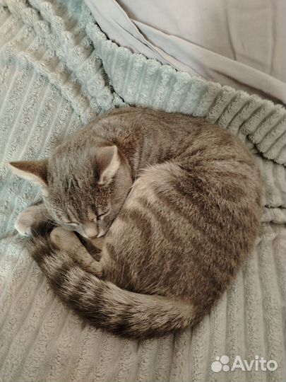 Кошечка Буся