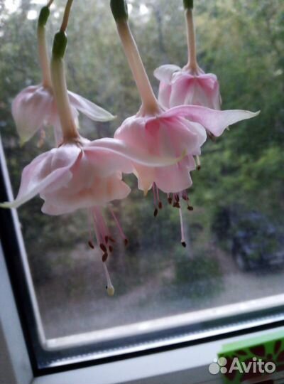 Черенки фуксии -срез