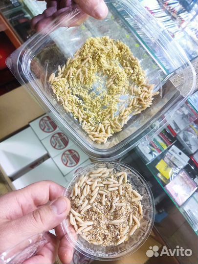 Опарыш оптом / червь дедрабена