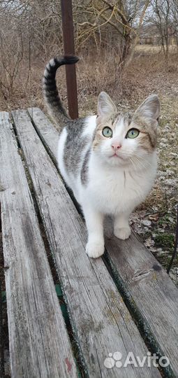 Котята бесплатно