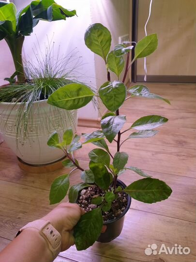 Джинура, хлорофитум Океан