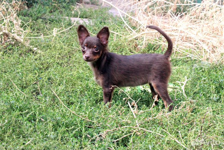 Крутая девочка