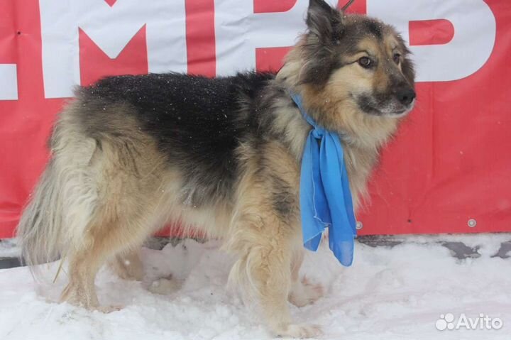 Пушистик Барон ищет семью